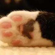 ネココ