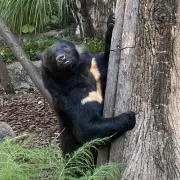 しろこの画像