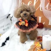 ymm032324の画像