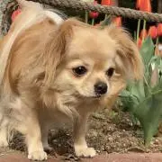 犬好き