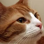 ゆうこりん