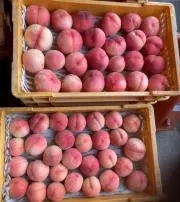 めぐみ［値下げ相談不可]の画像