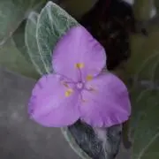 TtYの画像