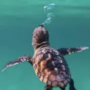 meme☺︎の画像