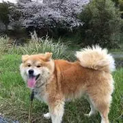 優しいおじいちゃんの画像