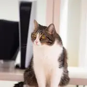 おみその画像