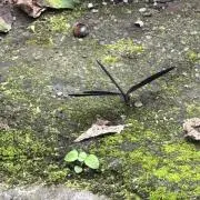 カン