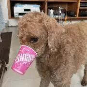 ＳＨ【プロフ必読】の画像