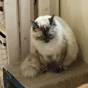 トリックスター ベンネヴィス 2018 ミズナラカスク - メルカリ