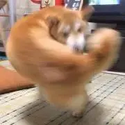 ほりの画像