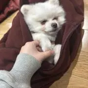 にょきぺん
