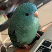 みかりんの画像