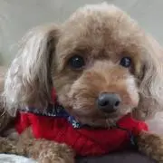 ちくわ君