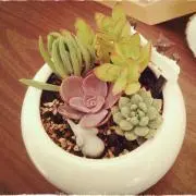 ayaの画像