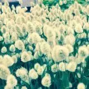 Jasmine★プロフお読み下さい★の画像