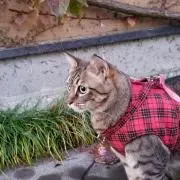 ねーねの画像