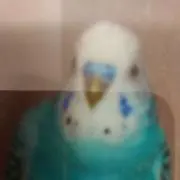 はぴいんこの画像