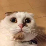 ガルチ