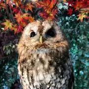 紅葉