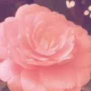 ANNA SUI 猫耳ポーチ ピンク - メルカリ