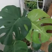 マーボーの画像