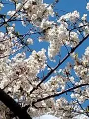 ＊kojikoji＊