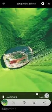 イルカの画像