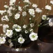 らいれいの画像