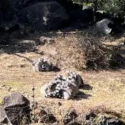 おすずの画像