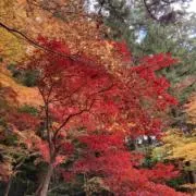 柴犬の画像