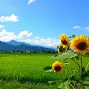 はぴ☆購入前のコメント不要です‼︎★の画像