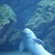 すいかの画像