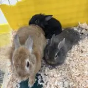 めあの画像