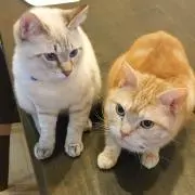 ぷもっち