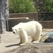 Kuuの画像