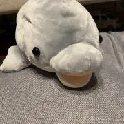 コマミの画像
