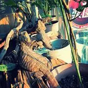 こんちゃん