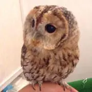 フクロウの画像