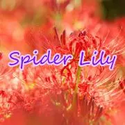 SpiderLily-セール中-の画像