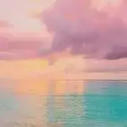 ニコの画像
