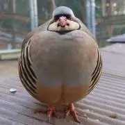 さおごんの画像