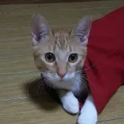 しばにゃんの画像