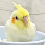 にこの画像