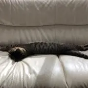 メルの画像