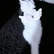 みーの画像