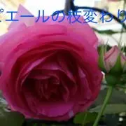 プリムラの画像