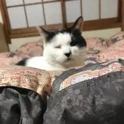 たむの画像