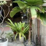 もちの画像
