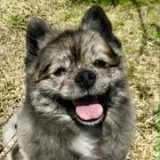 ぼん