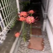 日常組 しにがみ 痛バッグ サンリオ - メルカリ